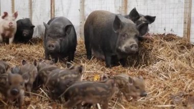 Yaban domuzları ve domuz yavruları bir çiftlikteki domuz ahırında birlikte yaşarlar.