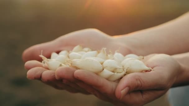 Λευκό κρεμμύδι σποράς στα χέρια ενός αγρότη, κοντινό πλάνο — Αρχείο Βίντεο