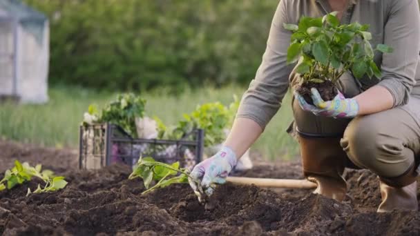 En kvinna planterar plantor i grönsaksträdgården — Stockvideo
