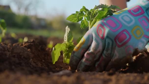Frau pflanzt Tomatensetzlinge im Gemüsegarten, Nahaufnahme — Stockvideo