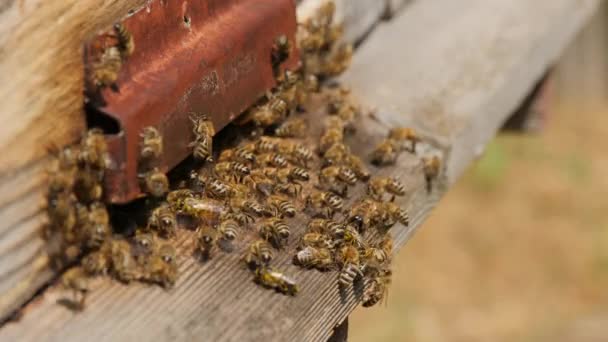 ミツバチが木の巣の隙間から出入りしてる — ストック動画