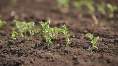 Genç nohut filizleri filizlendi tarlada