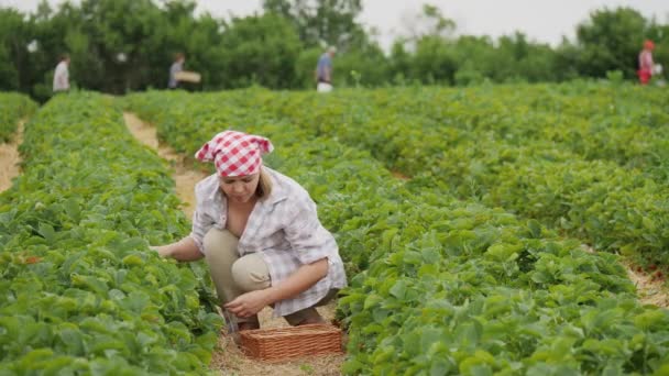 Жінка-працівник, яка збирає урожай стиглої полуниці на плантації — стокове відео