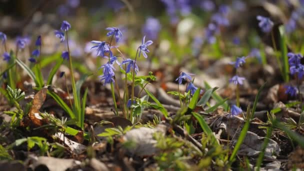 Nærstående Mann Som Går Skogen Trampet Snøfall Blomstrer Plenen Forårsaker – stockvideo