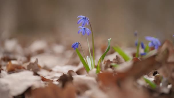 Extrém Közelkép Egy Emberi Lábról Ahogy Tapossa Virágzó Hóvirágot Erdőben — Stock videók