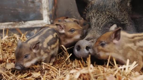 Unga vildsvin smågrisar nära sin mor ligger på hö — Stockvideo