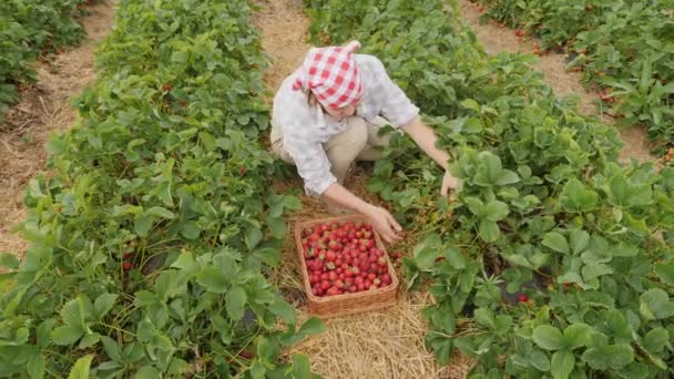 Žena sklízí zralé organické jahody na plantáži na poli — Stock video