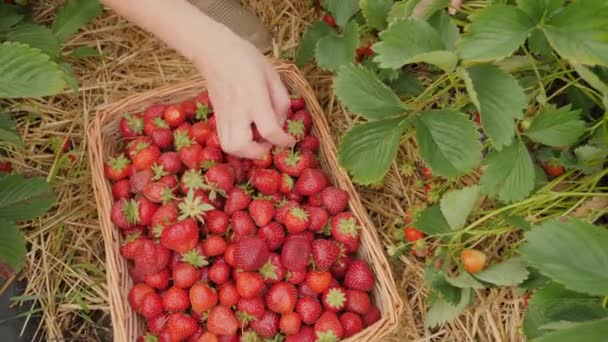 Primer plano de una caja de mimbre llena de cosecha de fresas — Vídeo de stock