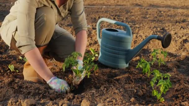 Mujer plantando plántulas de tomate en el campo agrícola — Vídeos de Stock