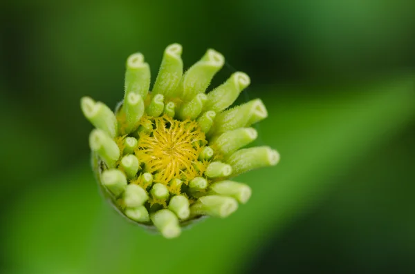 çiçek açması zinnia