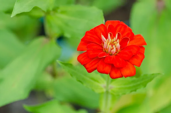 Kırmızı zinnia