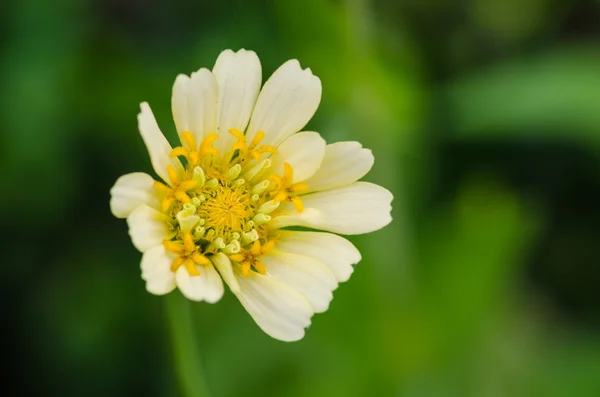çiçek açması zinnia