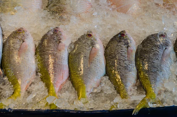 Seafood market - taze balık