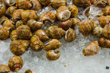 taze babylonia spirata
