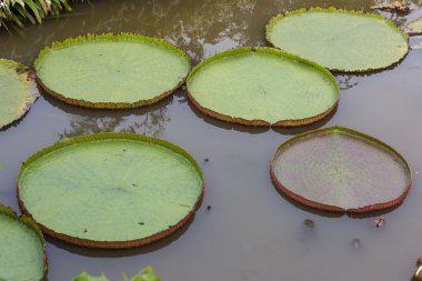 Victoria nilüferler