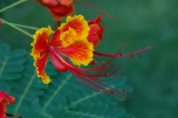 Caesalpinia プルケリマ ストック写真