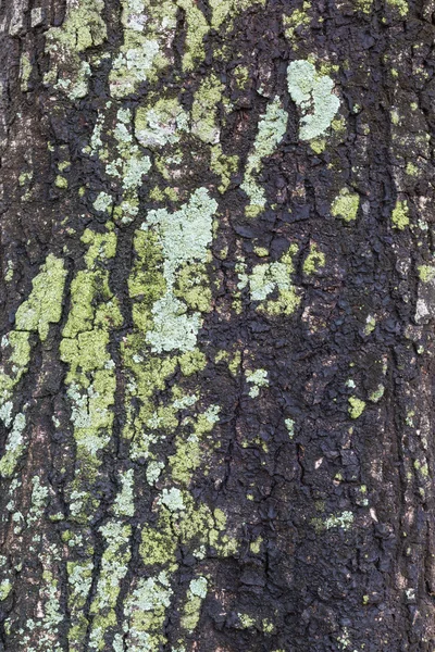 Baumrindenstruktur — Stockfoto