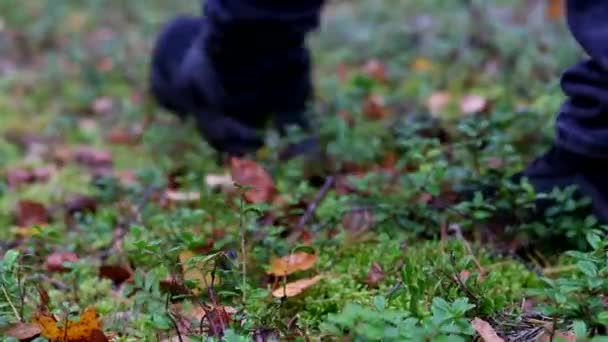Příroda cestování turista muž chůze v botách. Detailní záběr na chodidla. — Stock video