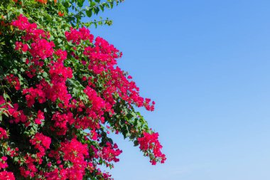 Kırmızı bougainvillea, mavi gökyüzüne karşı uzun ömürlü bir bitkidir..