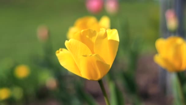 黄色のチューリップのグループが庭の風になびく。美しい黄色のチューリップ。花粉の概念. — ストック動画