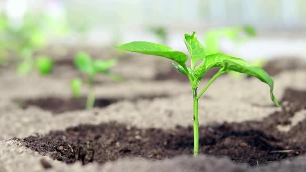 温室で野菜を育てるという考え方です。緑の芽吹き。自然の野菜製品です。苗。野菜の栽培. — ストック動画