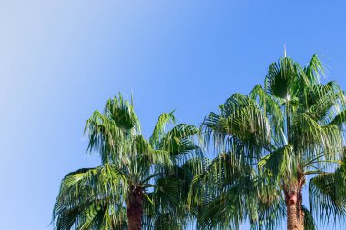 Açık havada mavi gökyüzüne karşı bir grup palmiye ağacı. kopyalama alanı. Tatil konsepti, deniz, seyahat, tropik yerler. palmiyeli arkaplan.