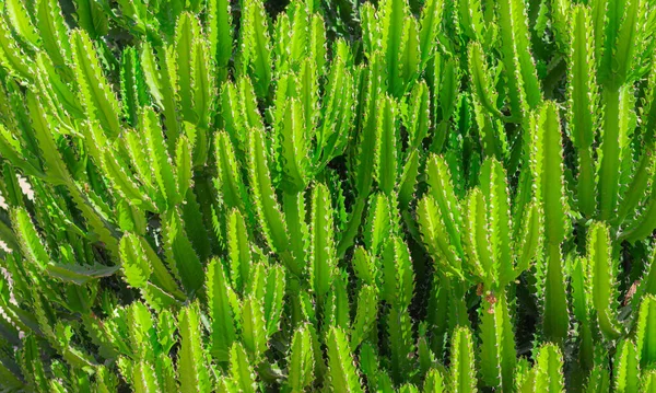 Зелені кактуси крупним планом. зелений фон кактусів у чисту погоду. тропічний кактус . — стокове фото