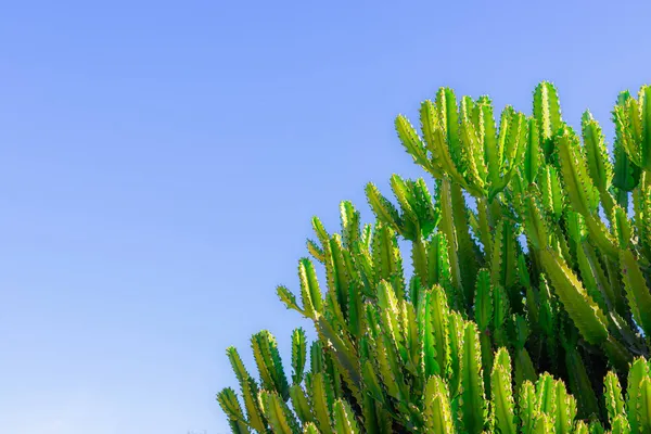 Зелені кактуси крупним планом. зелений фон кактусів у чисту погоду. тропічний кактус . — стокове фото