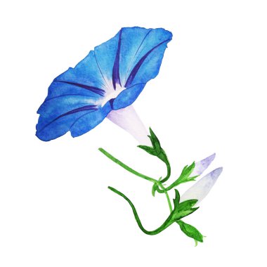 Mavi çiçekleri, tomurcukları ve yaprakları beyaz arka planda izole edilmiş. Bahçedeki narin yaz bitkisi. Suluboya ile elle boyanmış çiçek.. 