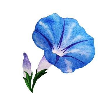 Mavi çiçek ve tomurcuklar beyaz arka planda izole edilmiş. Suluboya ile boyanmış çiçek eli. Bahçedeki narin yaz bitkisi. 