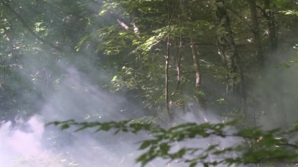 Promienie Słońca Przebijają Się Przez Liście Drzew Dym Lasu Letnie — Wideo stockowe