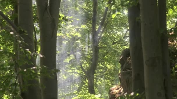 Zonnestralen Breken Door Bladeren Van Bomen Rook Uit Het Bos — Stockvideo