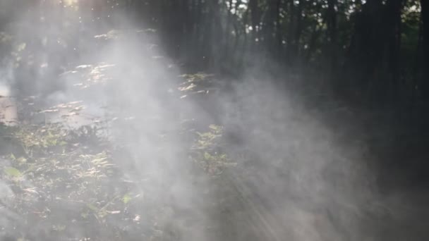 Sluneční Paprsky Pronikají Listím Stromů Kouř Lesa Letní Požáry Lese — Stock video