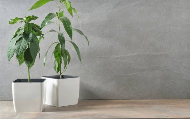 Gri beton bir duvarın arkasındaki tencerede yeşil bir bitki. Boş boşluk