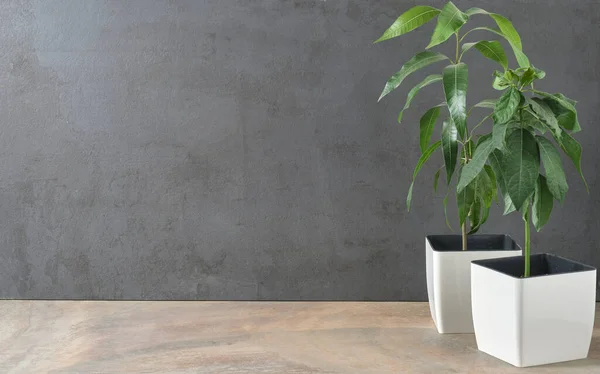 Koyu gri beton bir duvarın arkasındaki tencerede yeşil bitkiler. Boş boşluk