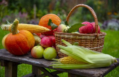  Parlak balkabakları, sulu elmalar, mısırlar bahçede eski ahşap bir bankta yatıyor..