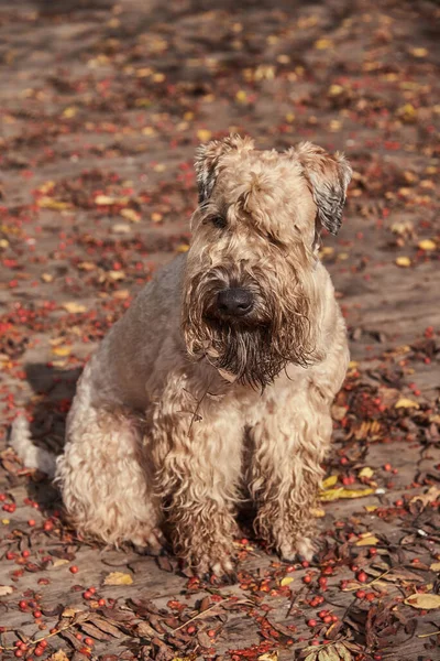 Un chien moelleux est assis sur un pont en bois parsemé de feuilles et de baies de frêne de montagne. — Photo