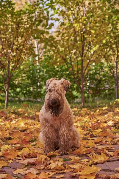 晴れた日には紅葉の道にふわふわの犬が腰を下ろしています。. — ストック写真