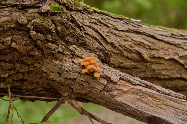 Jasně oranžové houby na kmeni stromu. — Stock fotografie