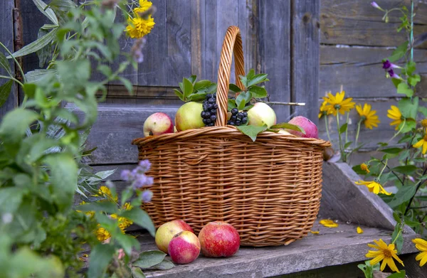 Sebuah keranjang wicker dengan apel kemerahan dan cabang aronia hitam di teras kayu yang dikelilingi oleh bunga-bunga. — Stok Foto