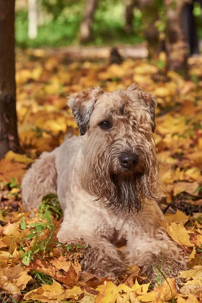 Puszysty pies leży w jesiennych liściach w słoneczny dzień. — Zdjęcie stockowe