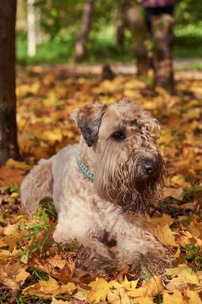 晴れた日には秋にはふわふわの犬がいます。. — ストック写真