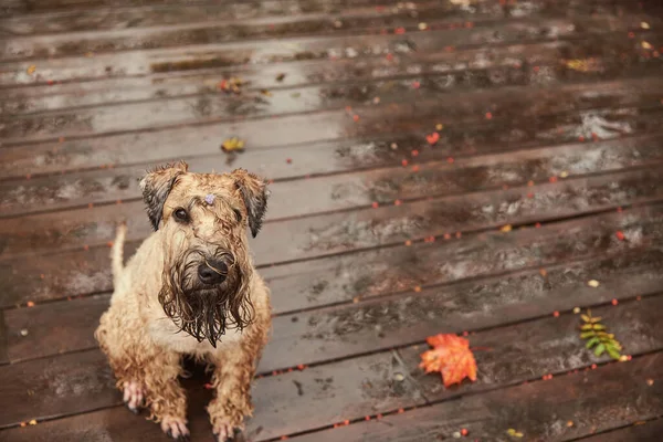 Un cane bagnato sporco è seduto su un ponte di legno bagnato in una giornata nuvolosa autunno. Foto Stock Royalty Free