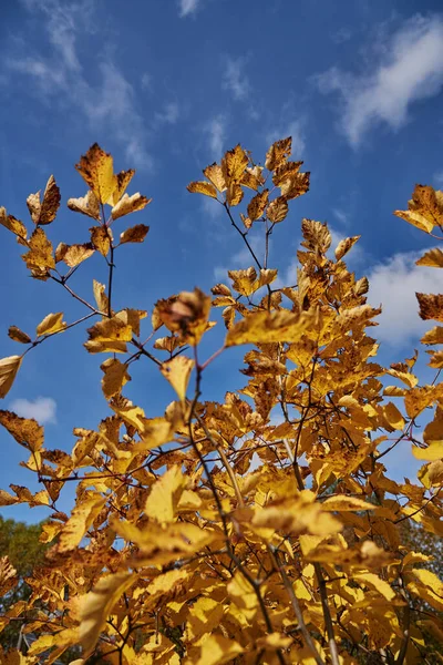 Mavi gökyüzüne karşı parlak sarı yapraklarla Hawthorn dalları. — Stok fotoğraf