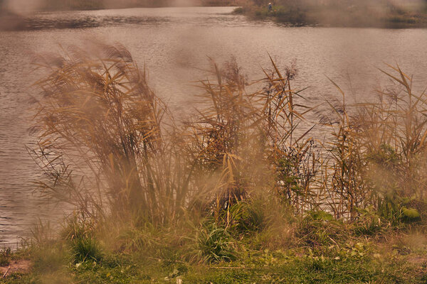 Photographed through wet glass. Dry grass on the lake shore on a cloudy day. Autumn landscape.