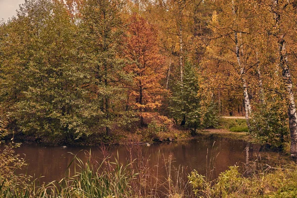 Herbstlandschaft Bäume Mit Gelben Blättern Einen Kleinen See Einem Bewölkten — Stockfoto