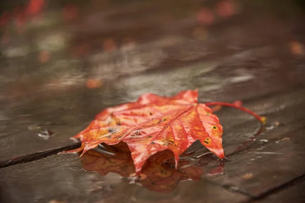 专注于枫叶的一部分 秋天的背景一片明亮的叶子躺在暗湿的木板上 — 图库照片