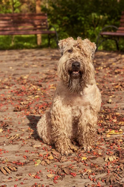 Funny irish soft coated wheaten terrier. A fluffy dog sits on a wooden deck strewn with leaves and berries of mountain ash.