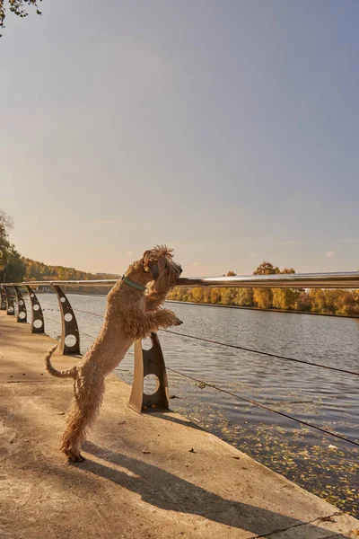 Irish soft coated wheaten terrier. A fluffy dog leans on the parapet and looks at the river on a sunny autumn day.