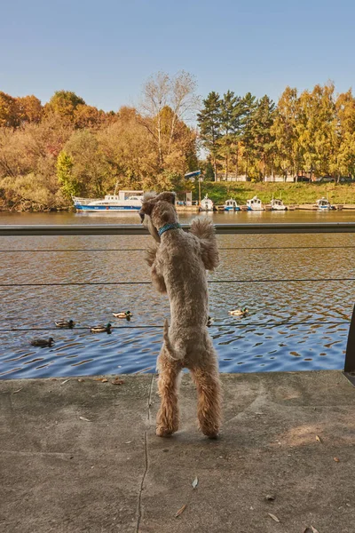 Irish soft coated wheaten terrier.A fluffy dog leans on the parapet and looks at ducks swimming in the river on a sunny autumn day.